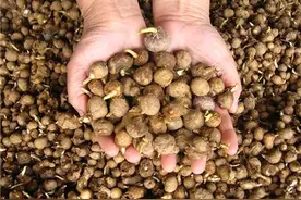 半夏出苗率低、死棵烂苗、发黄矮化？关注土壤与管理、预防3病3虫图片