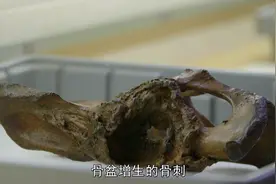 自然界老去的动物都去哪里了？有哪些动物会赡养老人？图片