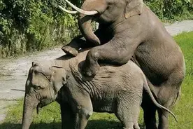 为什么说惹什么都不要惹非洲大象？图片