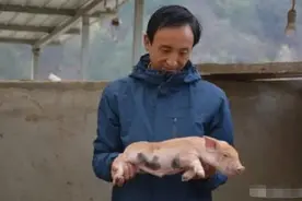 大哥山沟里丢几头跑山猪，结果却因祸得福，一名牧猪犬陪伴左右图片