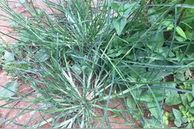 牛筋草：在农村大家都当害草，在中医界作用却非常大，价值很珍贵图片