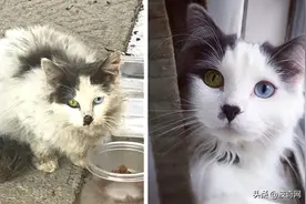 救了一只脏兮兮的流浪猫，没想到洗干净后颜值逆天，这才是潜力股图片