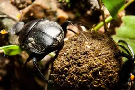 农村的一种珍贵药材屎壳郎，现在已经很少看到，农村老人都能记得图片