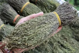 人称“圣草”的独脚金，看似普通却千元一斤，分享人工种植方法图片