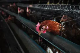 小麦替代玉米的弊端开始显现图片