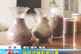 以后可不能再说某人的肤色“像小麦一样”了