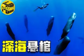 它隐藏着人类起源的秘密！5000万年前逆向进化的海洋霸主鲸图片