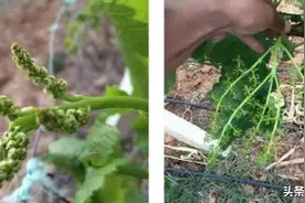 克瑞森葡萄如何无副作用拉穗？注意赤霉素浓度，配合细胞分裂素图片