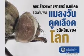 泰国玛希隆大学发现新品种吸血蝇图片