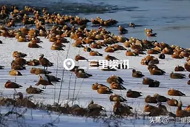 吉林市长白岛迎来数千只野鸭过冬，护鸟人呼吁市民保护环境减少干扰图片