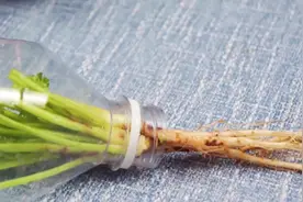 家里的空水瓶不要再扔了，用它来种香菜，一斤长两斤，简单又实用图片