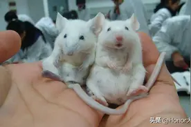 在日本2只母鼠诞下小鼠！是否意味着，未来2个女人也能生育？图片