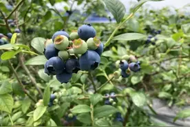 酸甜多汁！北仑人钟爱的“水果之王”采摘来喽！图片