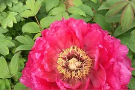 秋天养花要趁早，过了11月份栽种会被冻伤，很难开花图片