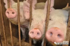 什么样的猪舍更凉快？现在改还来得及图片