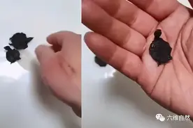 江苏一男子好心将三只小甲鱼晒太阳，可忘记收回来，让甲鱼变龟干图片