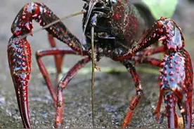 辟谣:青壳小龙虾的价格一定比红壳虾价高？注意5月之后情况相反图片