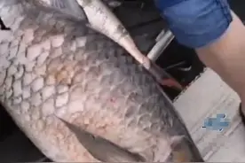 暴雨过后，浙江诸暨马路冲来“大鱼王”50多斤，老乡：苦中作乐图片