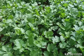 老大爷分享种植香菜经验，出苗齐还不抽薹，产量也是真高图片