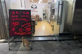 流浪橘猫带着一个孩子，主动上门求收养，结果店主发现另有隐情图片