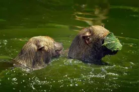 南美丛林顶级猎手薮犬，能猎杀大十几倍猎物，雌性为王霸占交配权图片