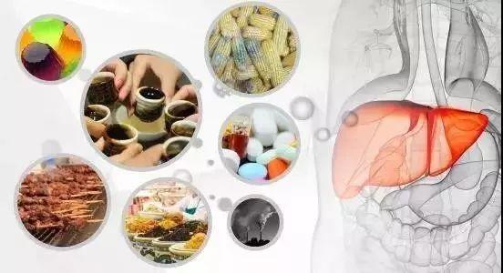 小分子肽对肝脏的作用 2026年最新小分子肽对肝脏的作用