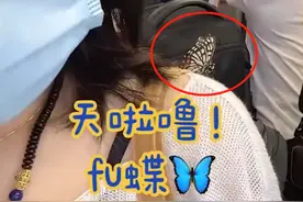 上海一女子乘地铁上班，偶遇蝴蝶停留在肩上，跟了一路不愿离去图片