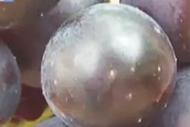 葡萄上的白色小点点您注意到了吗？这原来是虫害视频封面