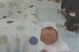 猫咪第一次见婴儿，猫咪表现得既害怕又好奇，猫咪的举动十分暖心