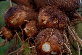 芋头种植技术田间管理方法，新农人爱惜土地不打药不施肥种植芋头图片