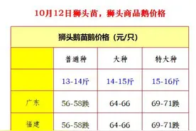 10月12日狮头鹅苗和商品鹅价格图片