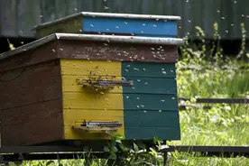 蜜蜂养殖技术｜流蜜期蜂蜜生产的原则与取蜜的两种方法图片