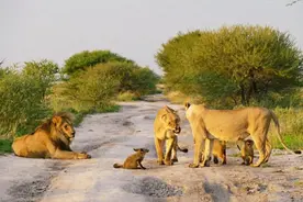 雄狮能力明显比雌狮强，但当上狮王后却不狩猎，这是为什么呢？图片