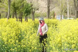 半老徐娘油菜地里玩抖音：生活如此美好，哪舍辜负时光？图片