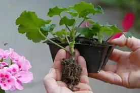 天气转凉，扦插13种花生根快，喜欢别错过图片