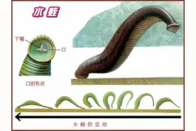 如果不小心吃进肚子，蚂蟥会在人体内长期存活吗？图片