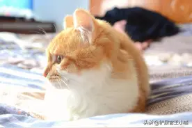 猫咪的爪垫不能摸，这是真的吗？不可一概而论图片