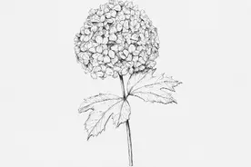 素描叶子线条 植物 简单 简笔画 写实 精细图片