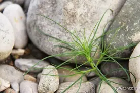 细致入微，关于草的部首运用真巧妙，《说文部首》系列分享（二）图片