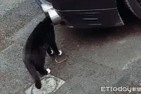 2只白袜黑猫整颗头塞排气管　他埋伏逮捕肉垫印凶手图片