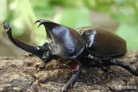 一些农村常见的死昆虫，网上却卖出了天价，为啥？原理小学生都懂图片