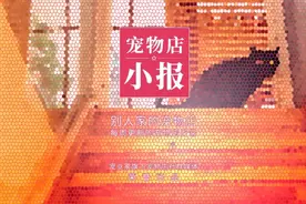 杭州一宠物狗被落服务区，流浪26天找回60多公里外的家｜小报图片