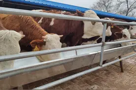 农村养牛饲喂的方法早已经改变了，由原来的简单饲养到现在的精养图片