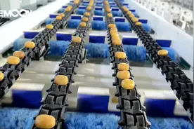 绿萌猕猴桃分选线为鲜丰水果输送北纬30°的甜图片