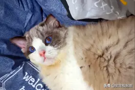 偶遇流浪布偶猫，当它抬起头时，脸上的伤痕让人心疼图片