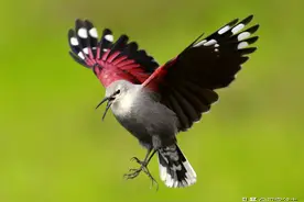 特级语文教师讲错了小学课文《推敲》，看中小语文老师的必备图片