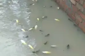 河南一村庄被淹没后，漂来大量黄辣丁，网友：鱼都淹死了图片