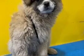 笑喷！狗狗宠物店洗完澡”黄黑花“变”黄白花“，主人“拒绝相认”图片