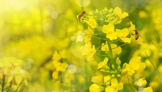 26个春天的成语,原来都出自诗词