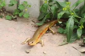 俗称“山泥鳅”，80后把它当宠物，却不知价值珍贵，如今少见了图片